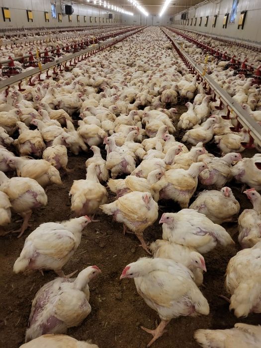 Pui rasă mixtă si pui albi de carne