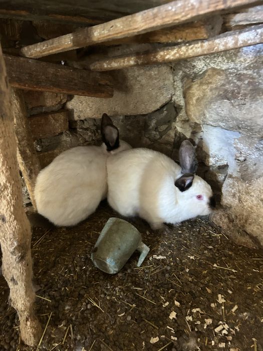 Продавам зайци