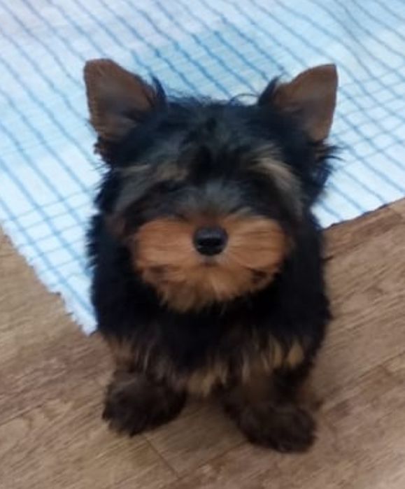 Элитная девочка Йоркширский терьер.