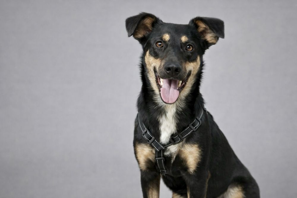 Собака Найла — готова стать частью вашей семьи