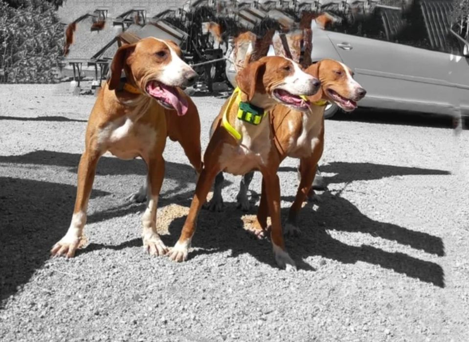 GPS Tracker ДжиПиЕс тракер за ловно куче Hunter pro IK122 водоустойчив