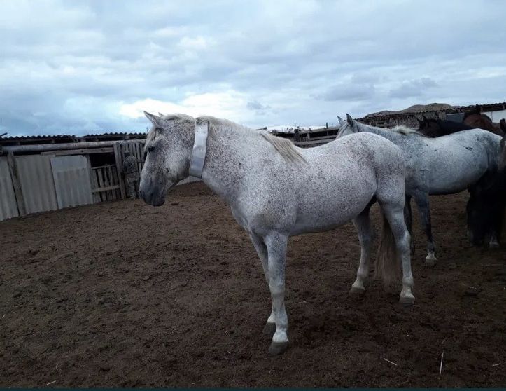 Жылқыға ЖПС /GPS для Лошадей