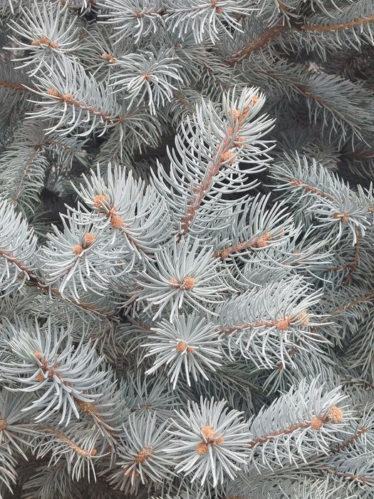 Голубая ель 2.80 мтр