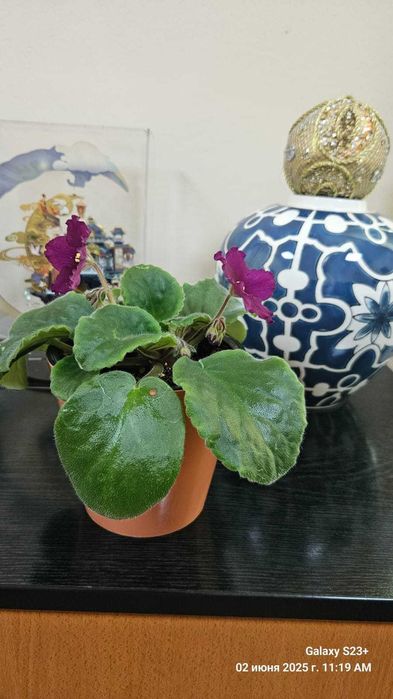 В продаже цветущие ФИАЛКИ