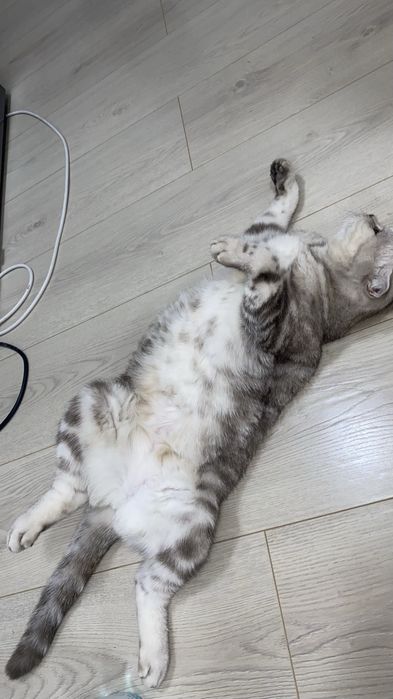 отдам кошку в хорошие руки