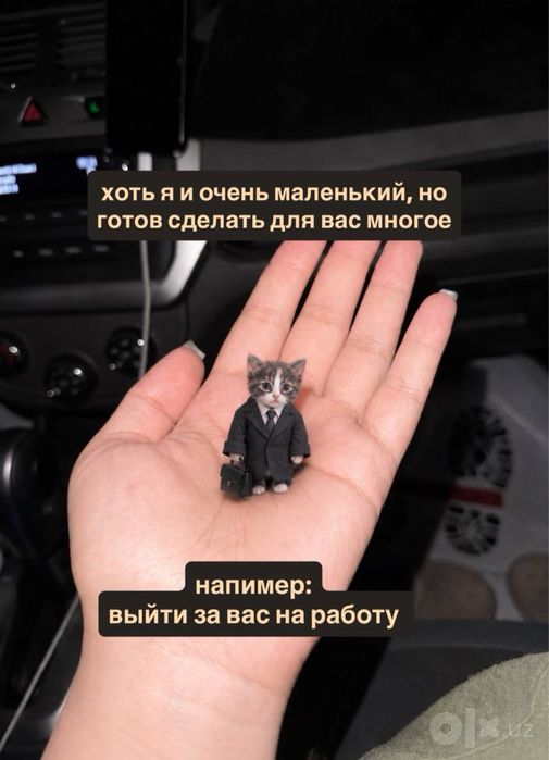 Kichkina mushukchaga uy izlayapmiz