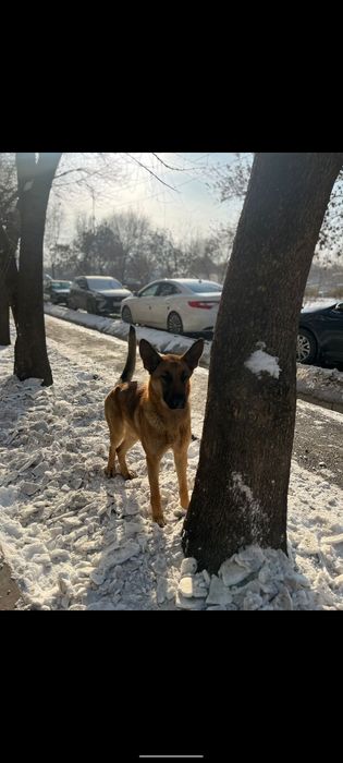 Продается собака