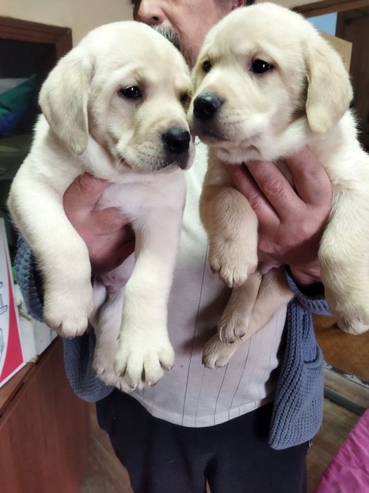 Продам щенков лабрадора