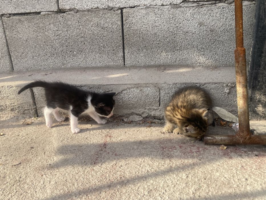 котята домашние.
