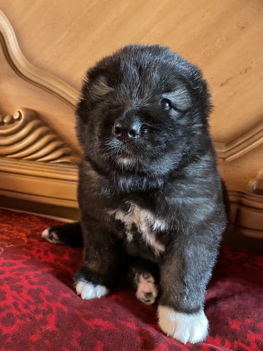 Щенки кавказской овчарки