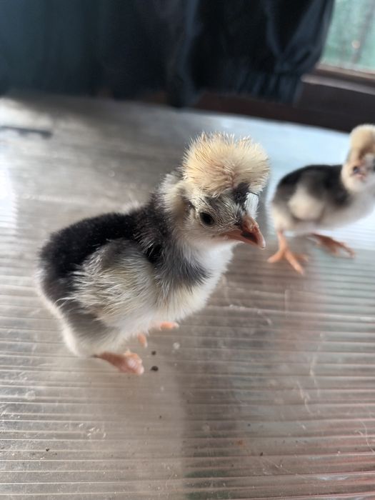 Puisori Motata  Olandeza