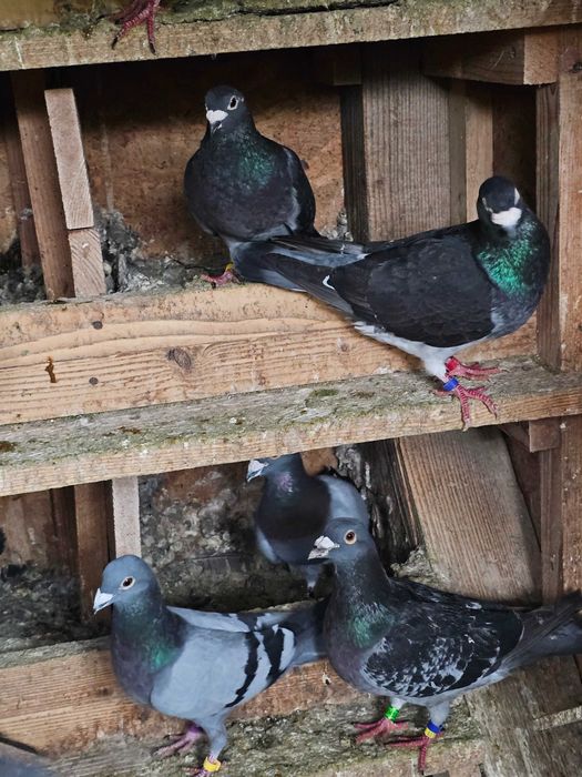 Porumbei voiajori de vânzare