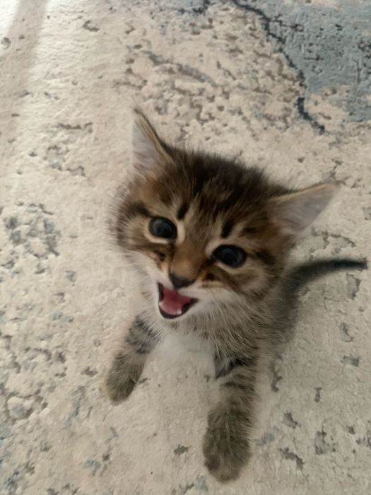 Отдам бесплатно коту