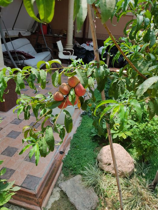 Uzumlarni xomtok qilaman