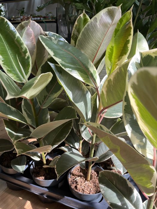 Комнатные растения