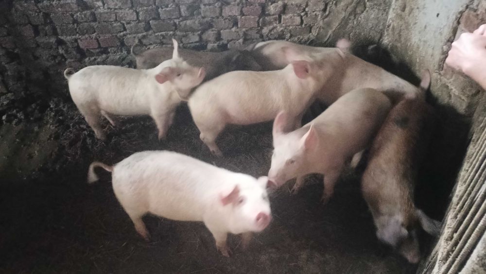 Продавам прасенца