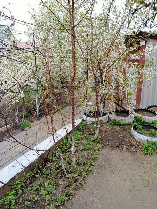 Продам деревья абрикос 2 летним