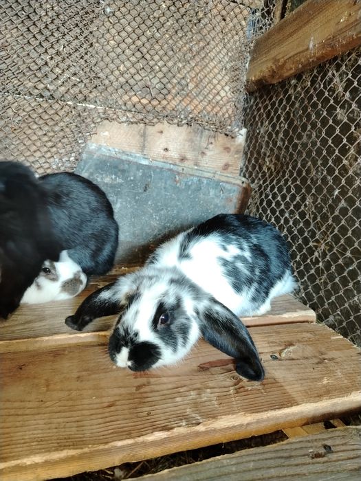 Iepure, fluture franțuzesc /mixt