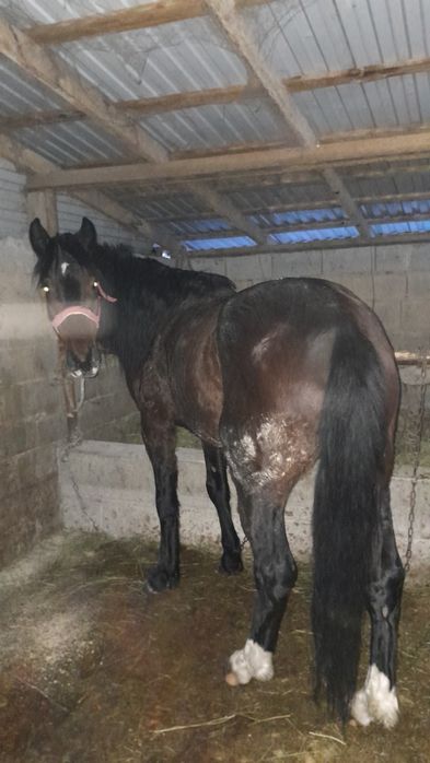 1Айгыр 1 буаз биемен