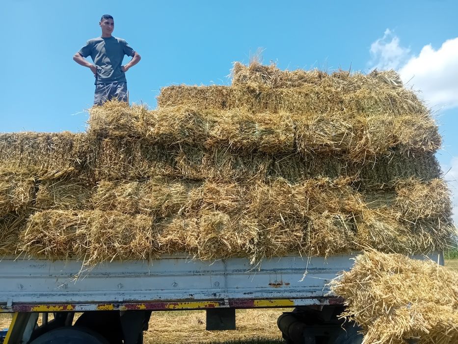 Vând baloti de ovăz cu lucernă măruntă in ei