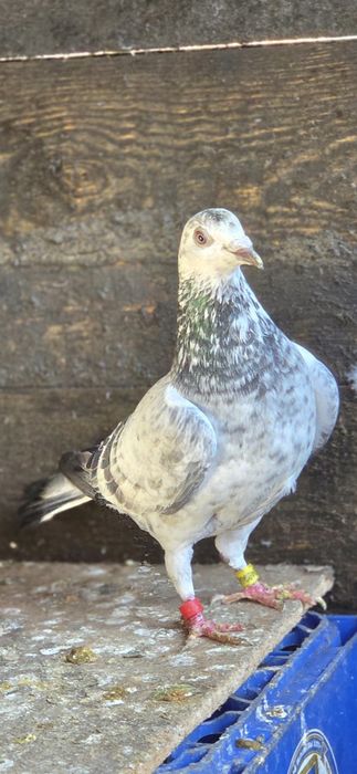 Porumbei voiajori origini top pedigree