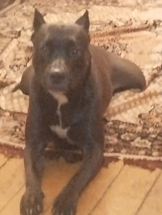 Бронь на щенков АПТ