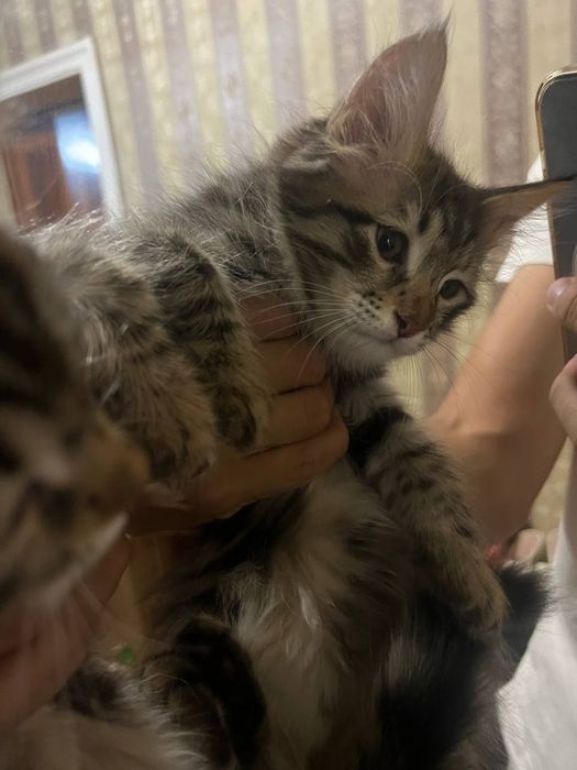 Отдадим в добрые руки