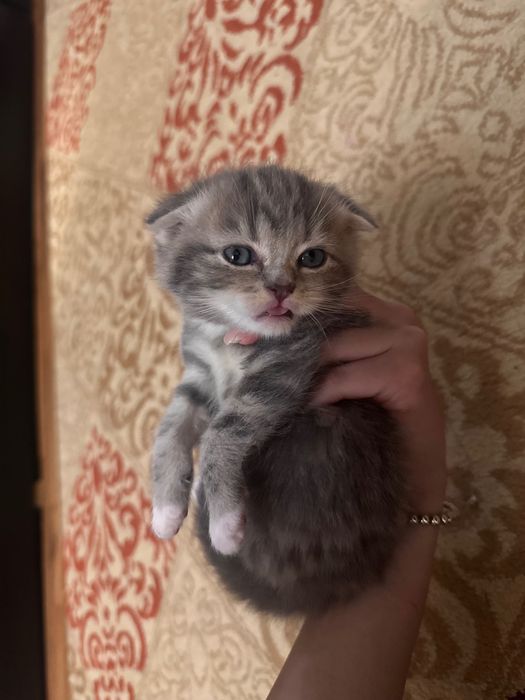 Вислоухие котята