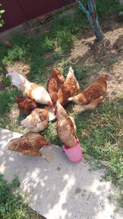 Яйца на инкубатор