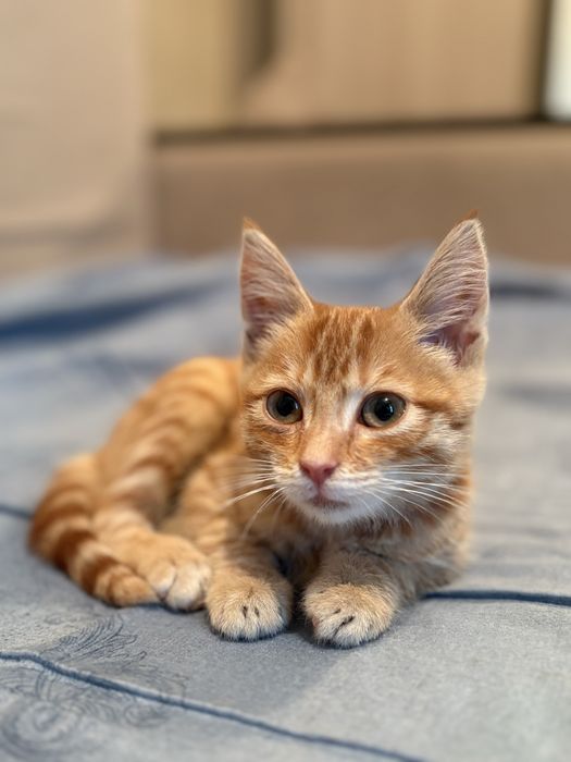 Отдам котенка в добрые руки