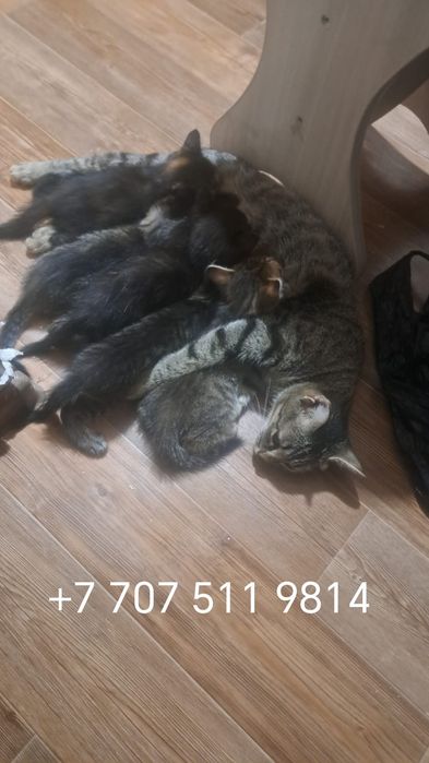 Котята в добрые руки