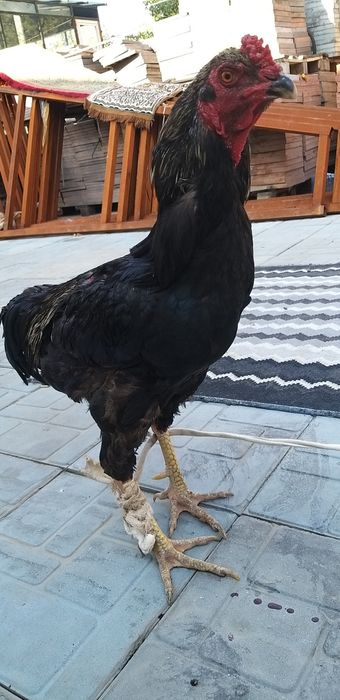 Петух бойцовый срочно продаётся
