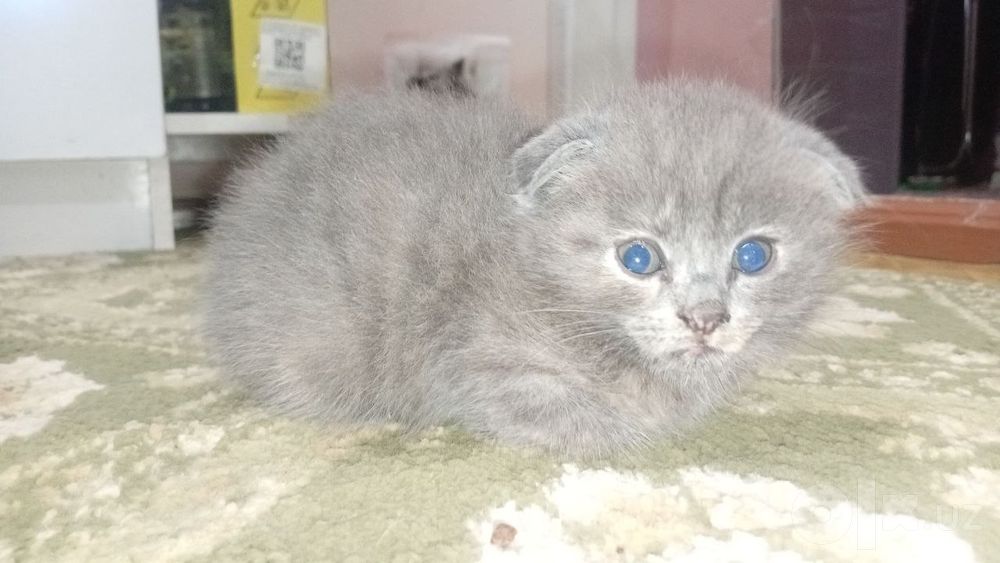 Siyamiskiy mushuk bolalari endi sutdan chiqqan
