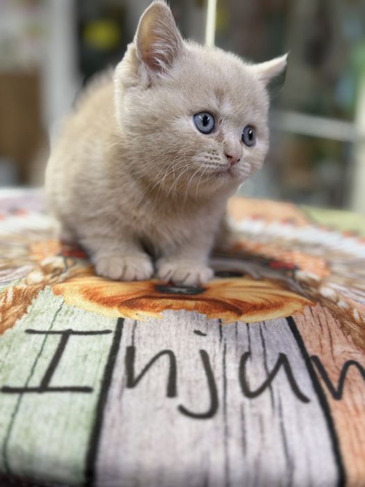 Котенок британец!