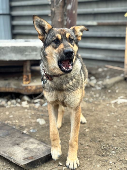 Ищем добрые руки и хозяина для собаки