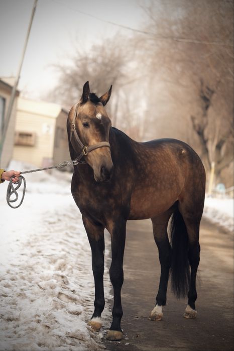 Продаётся жеребец ахалтекинской породы