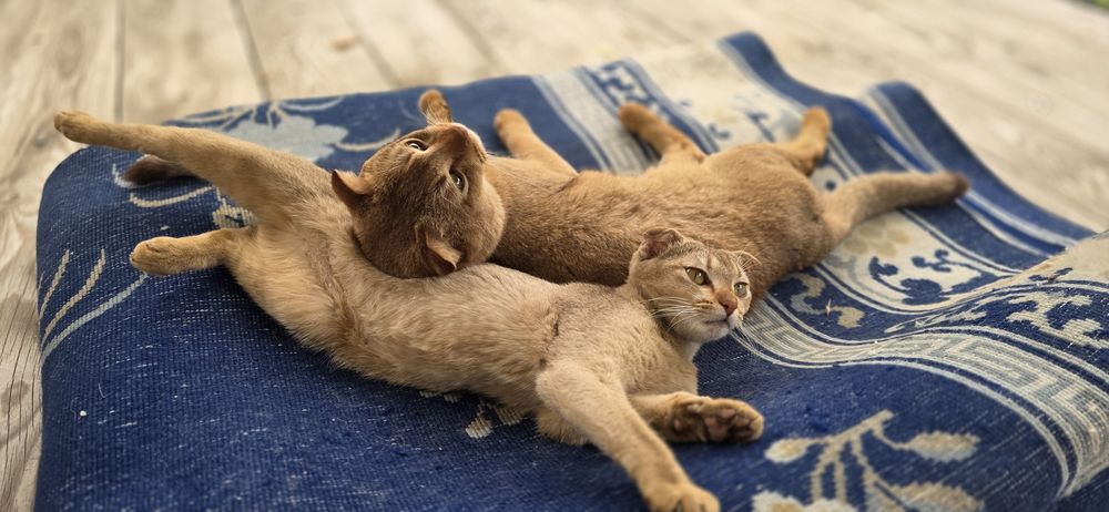 Котята на брон и продажу