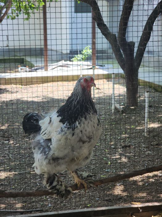 Brama zotli  makyonlar sotiladi