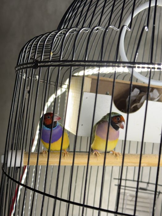 Гульда амадин пара