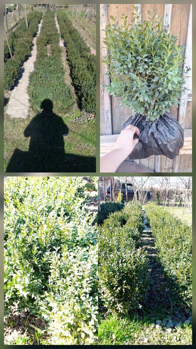 Продаётся Самшит