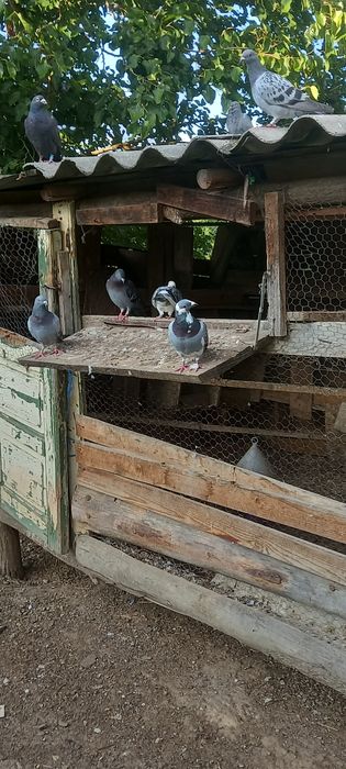 Porumbeii voiajori de calitate! Buni pentru concurs și reproducere!