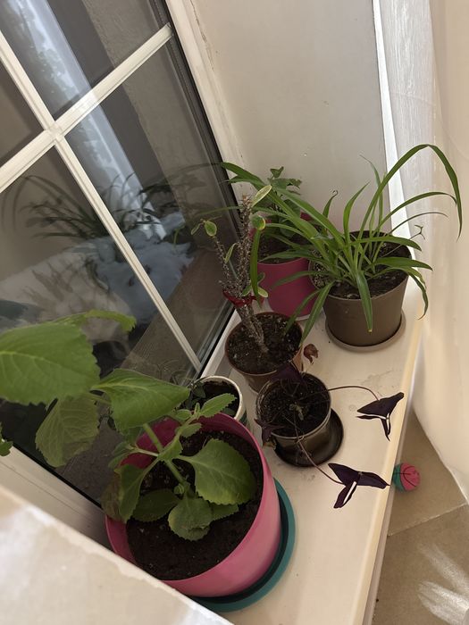 Цветы комнатные растения