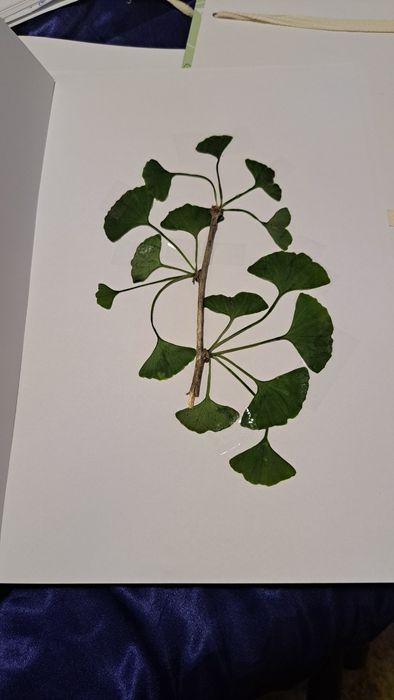 Ierbare botanice personalizate