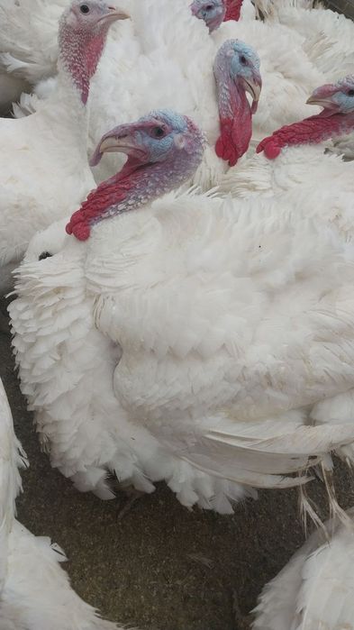 Индук биг 6 сотувга таер