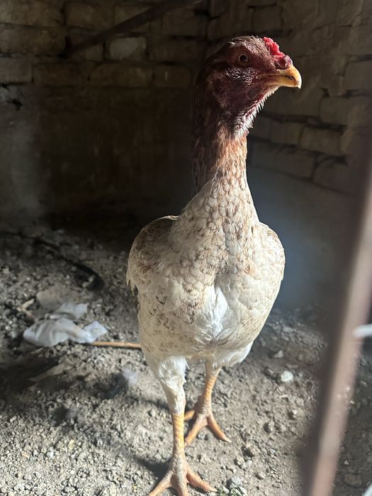 dakan tovuq daken makion