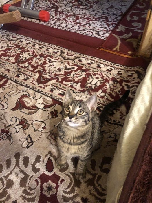 Бесплатно отдаю котят