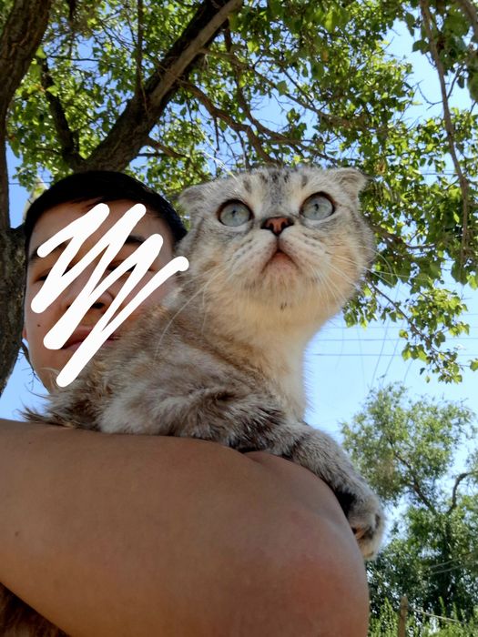 Кошка шотландский