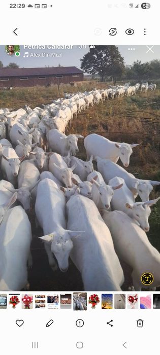 Vand capre si iedute saanen