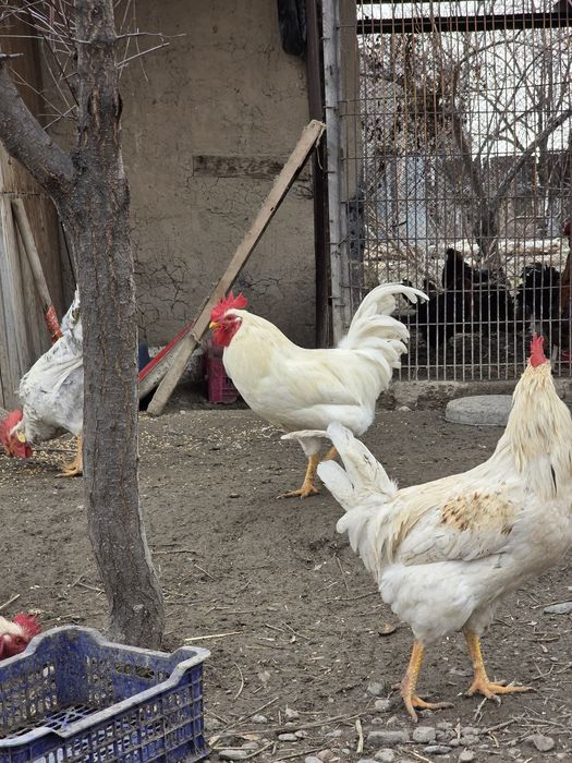 Семиз кораздар , продаю петухов