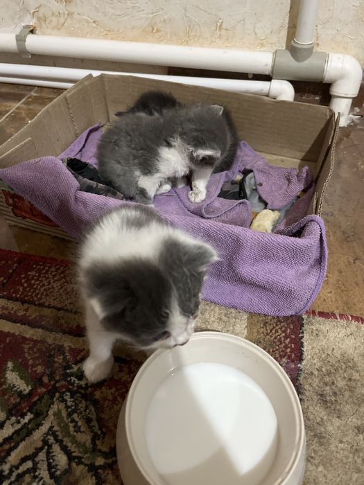 Тегин берип жиберем